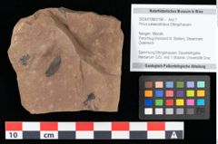 Foto (Objekt + Etikett) von Pinus palaeostrobus Ettingshausen (NHMW-GEO-2024-0188-0196)